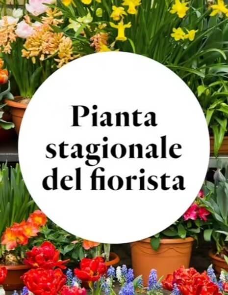 Pianta stagionale del fiorista Pianta stagionale del fiorista