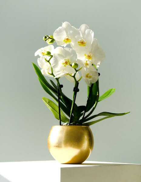 Pianta phalenopsis a 3 rami